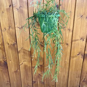 Hoya Linearis - výška 40-50 cm, kont. C1,5L - závesný kvetináč